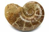 Jurassic Ammonite (Lobolytoceras) Fossil - Madagascar #283541-1